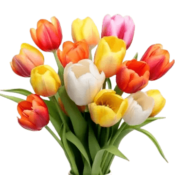 Tulip